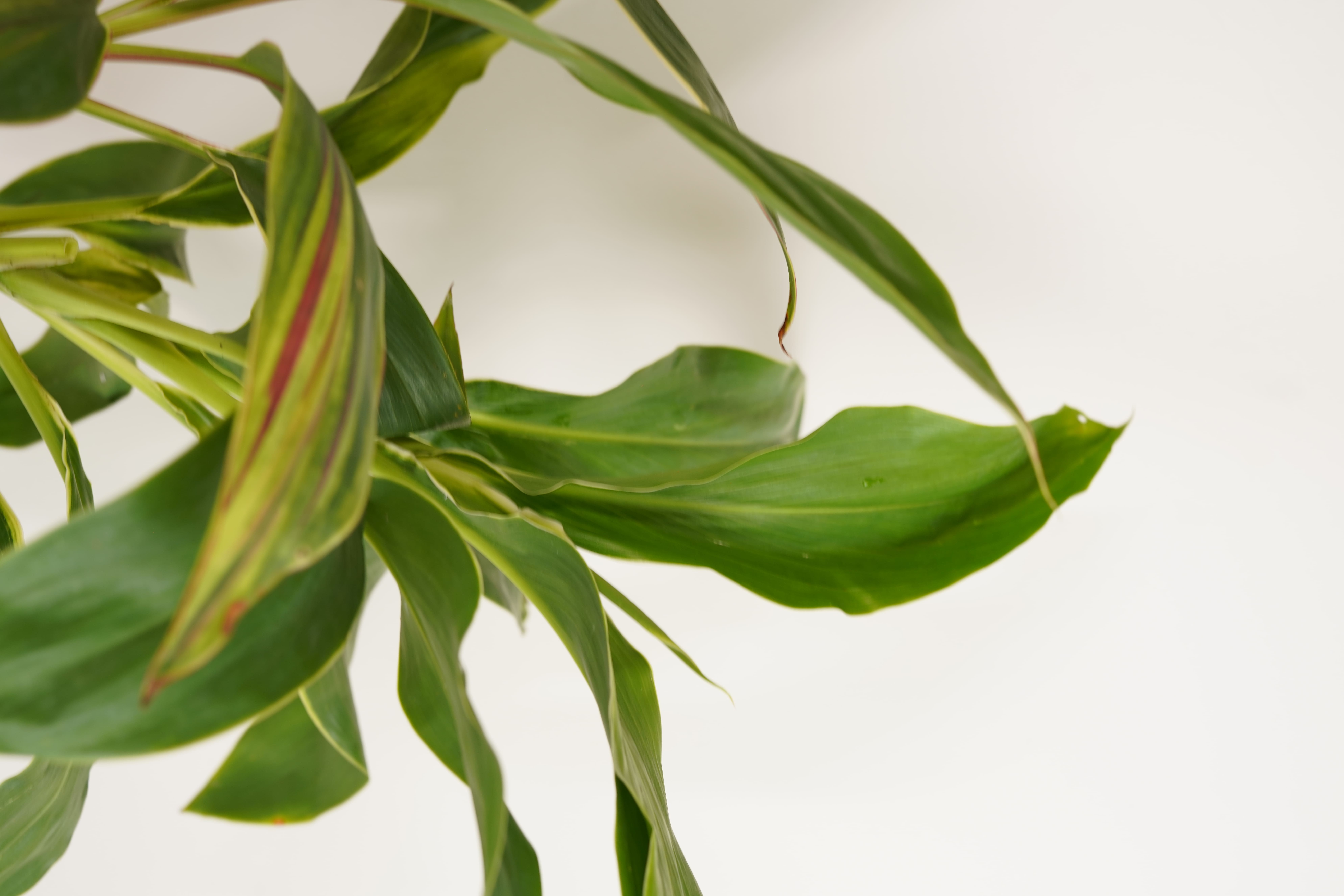 Red Dracena