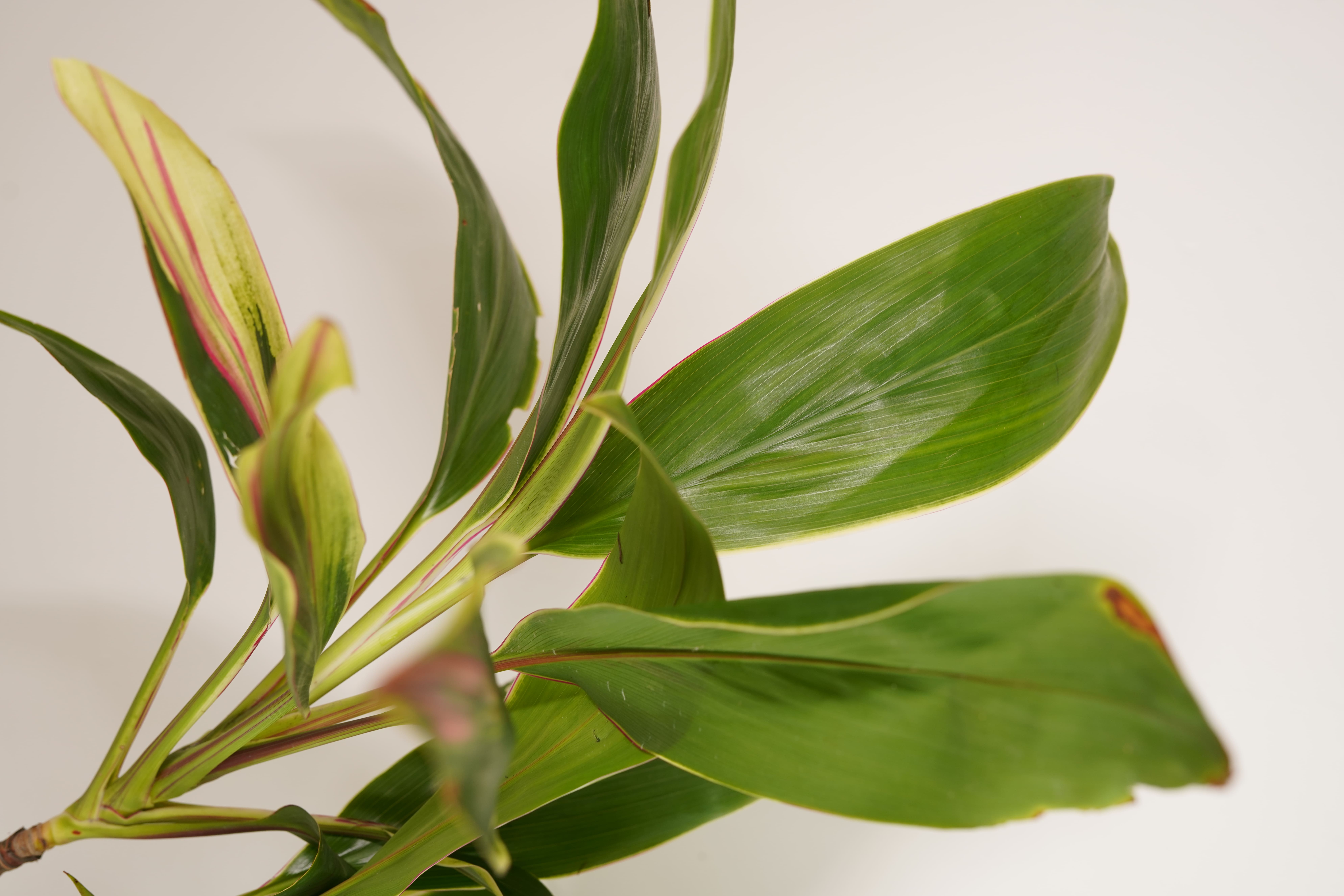 Red Dracena