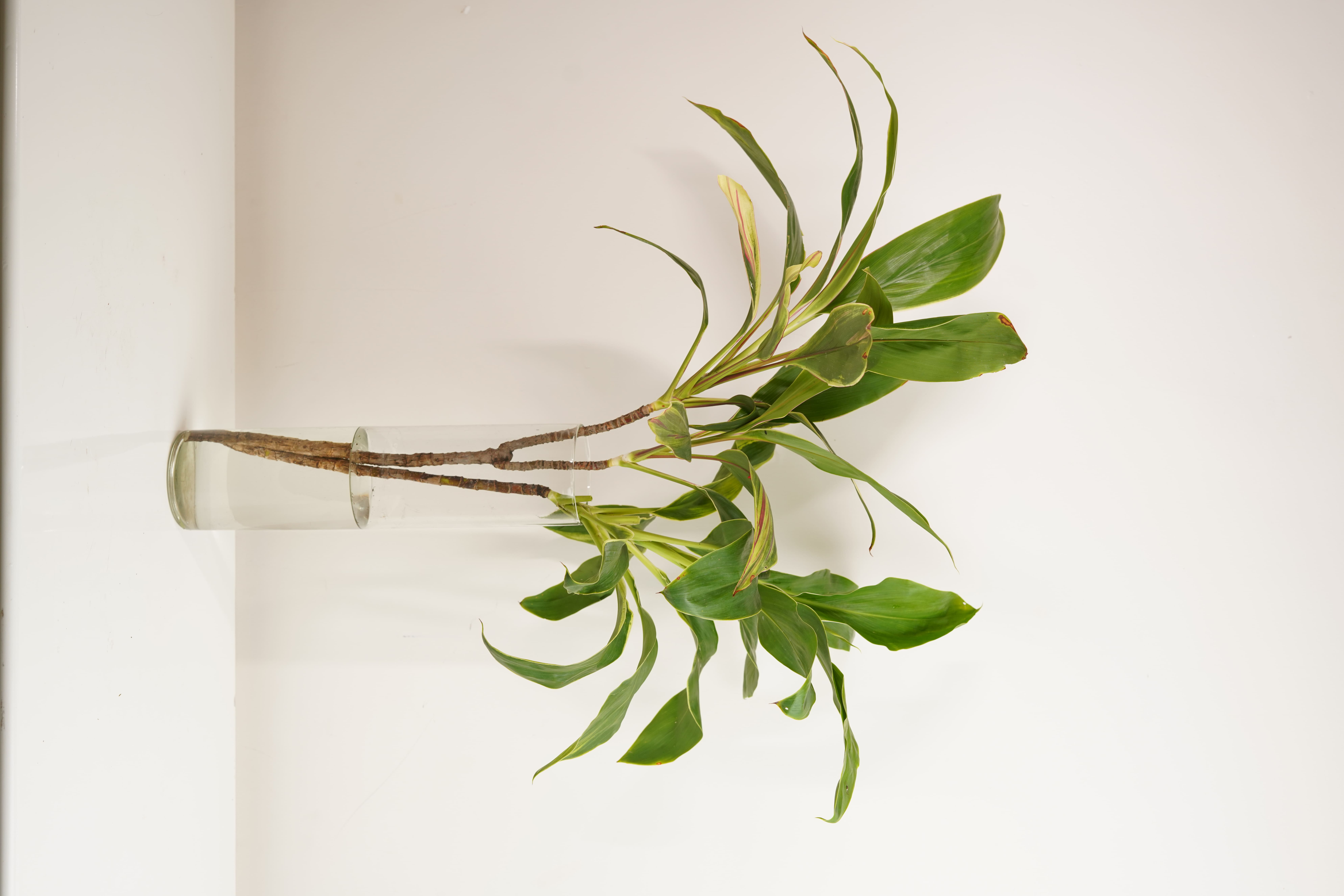 Red Dracena