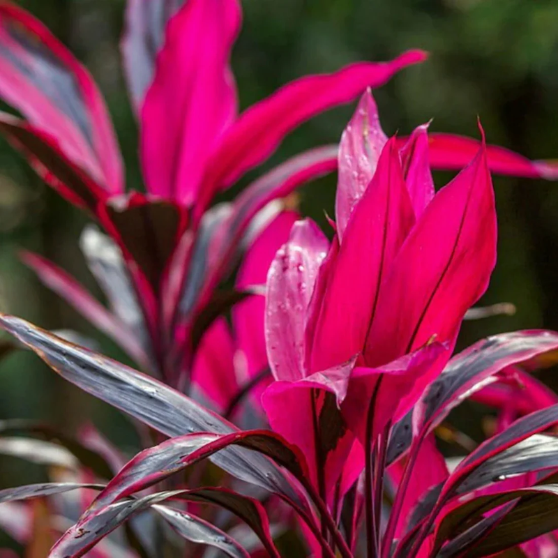 Red Dracaena Dark