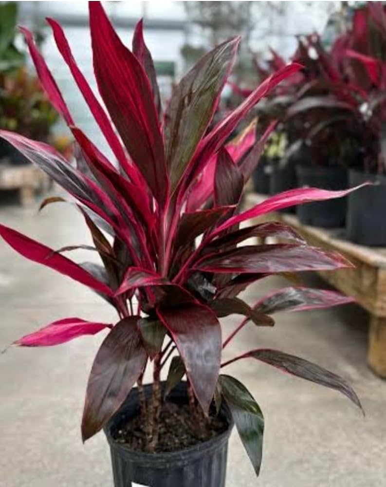 Red Dracaena Dark