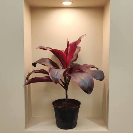 Red Dracaena Stem
