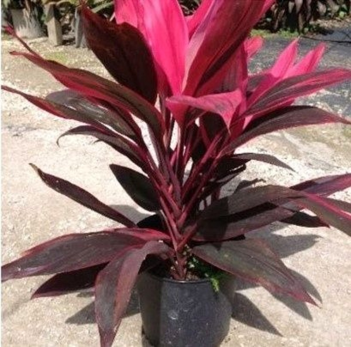 Red Dracaena Stem