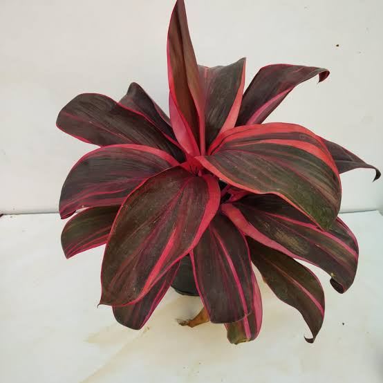 Red Dracaena Stem