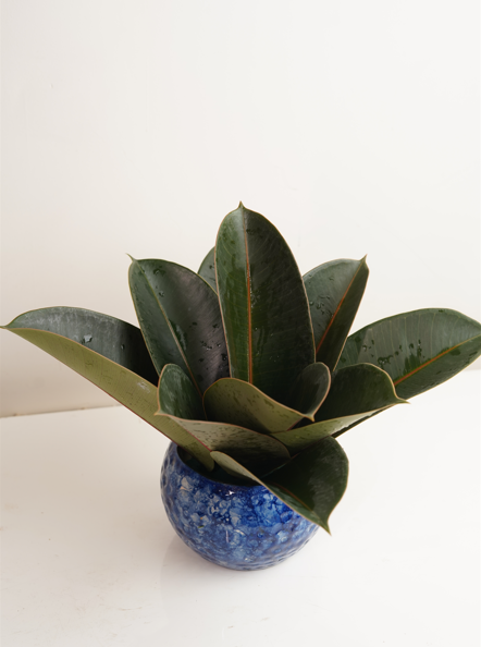 Rubber Plant
