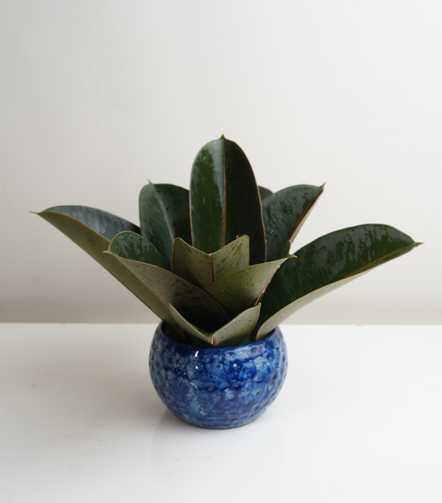 Rubber Plant