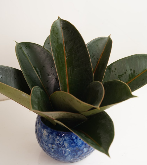 Rubber Plant