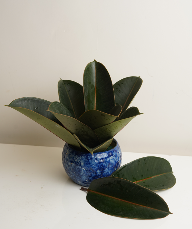 Rubber Plant