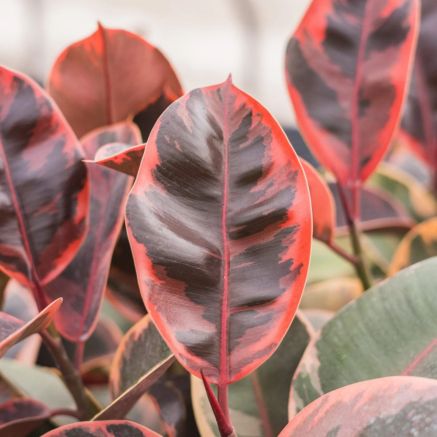 Rubber Plant