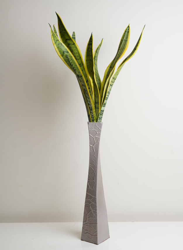 Snake Plant