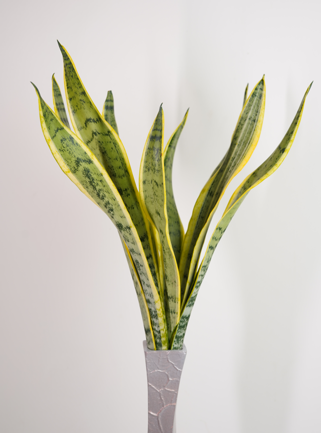 Snake Plant