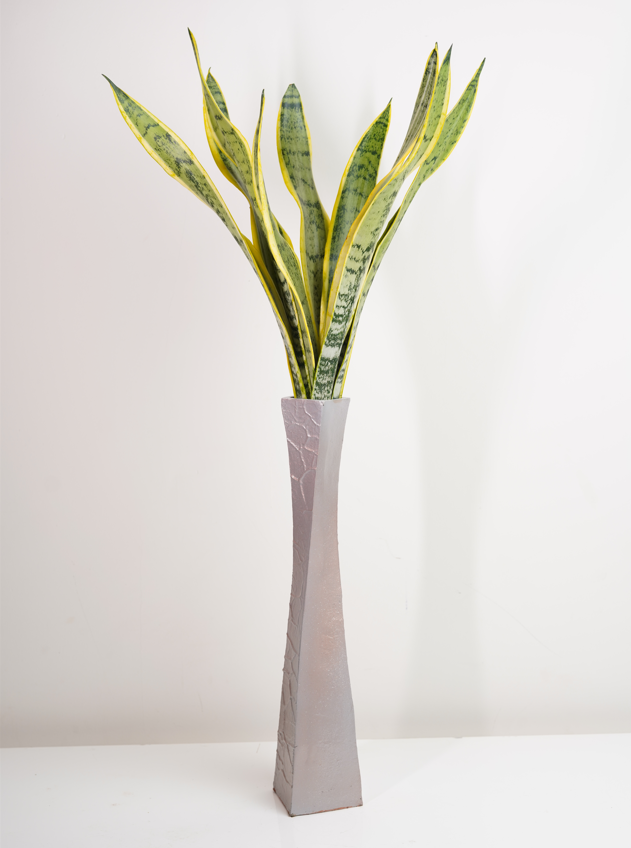 Snake Plant