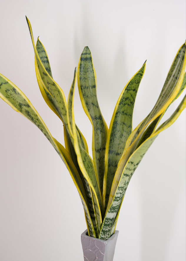 Snake Plant