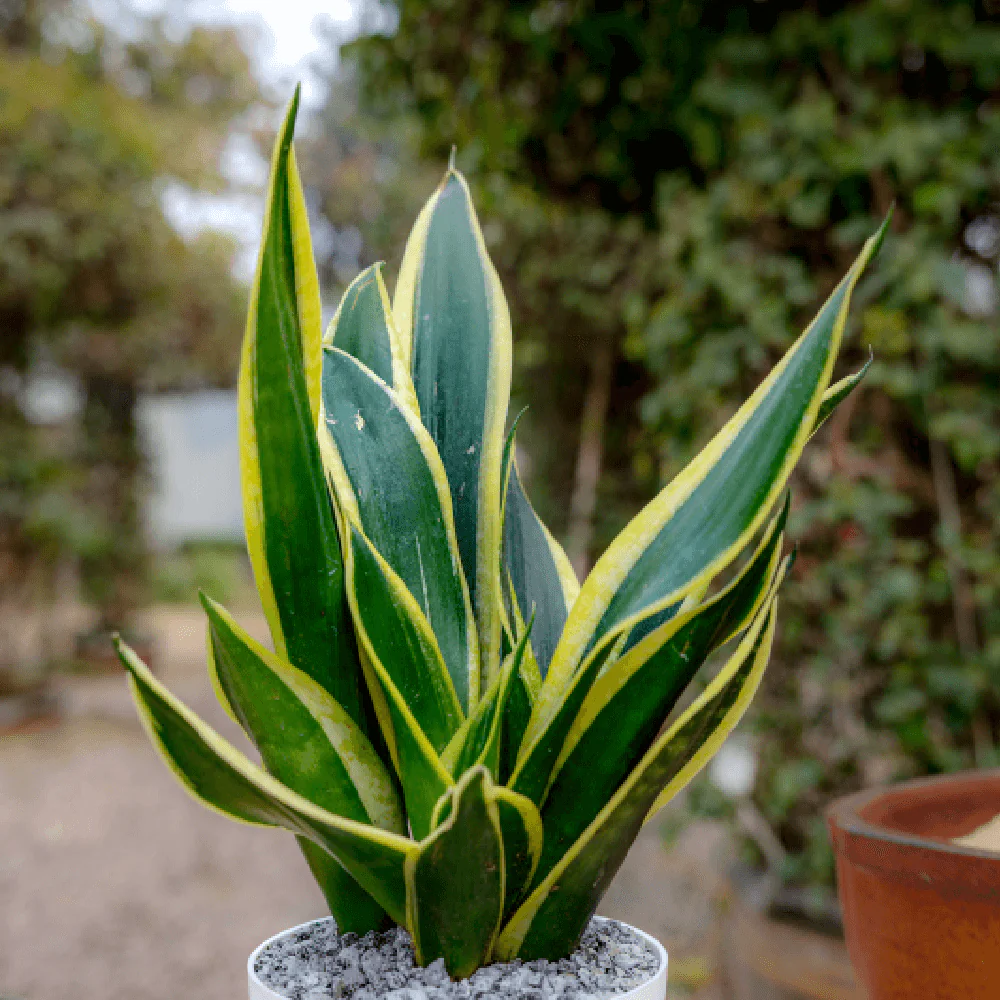 Snake Plant