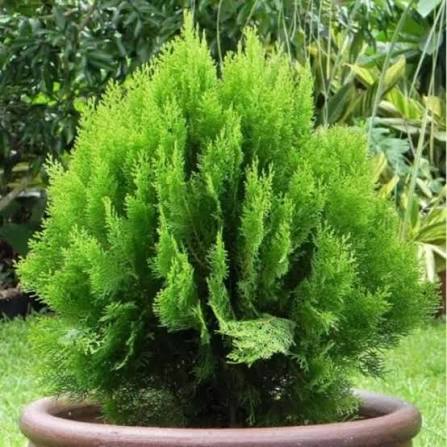 Thuja