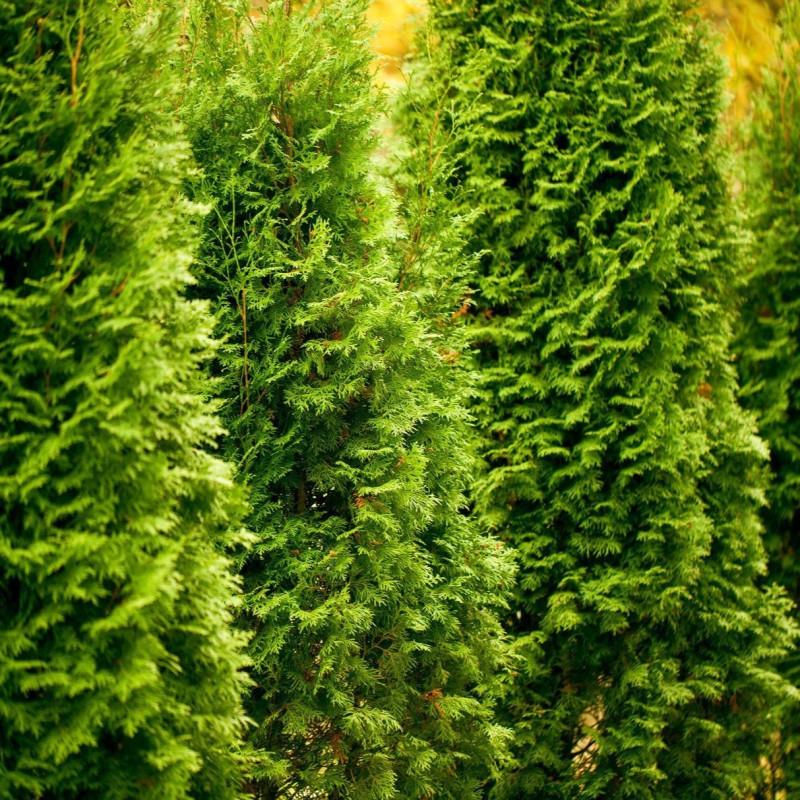 Thuja