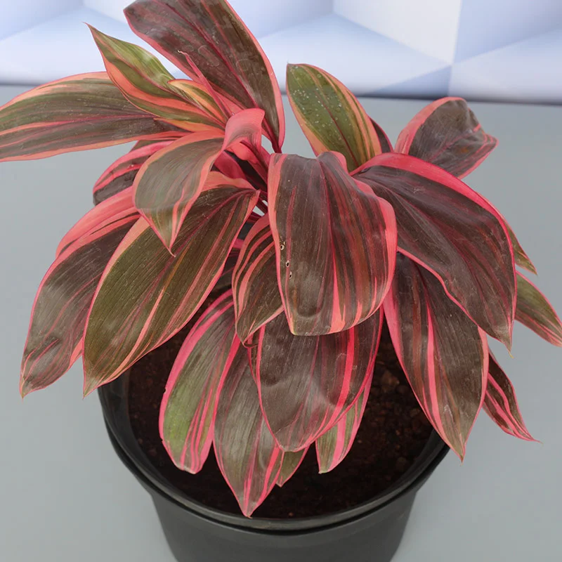 Red Dracena