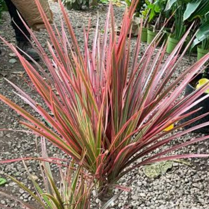 Dracaena Colorama Red
