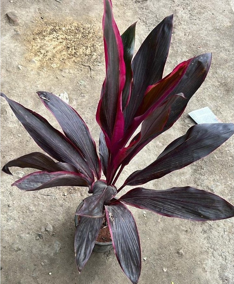 Red Dracaena Dark