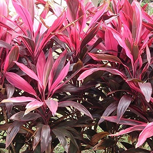 Red Dracena