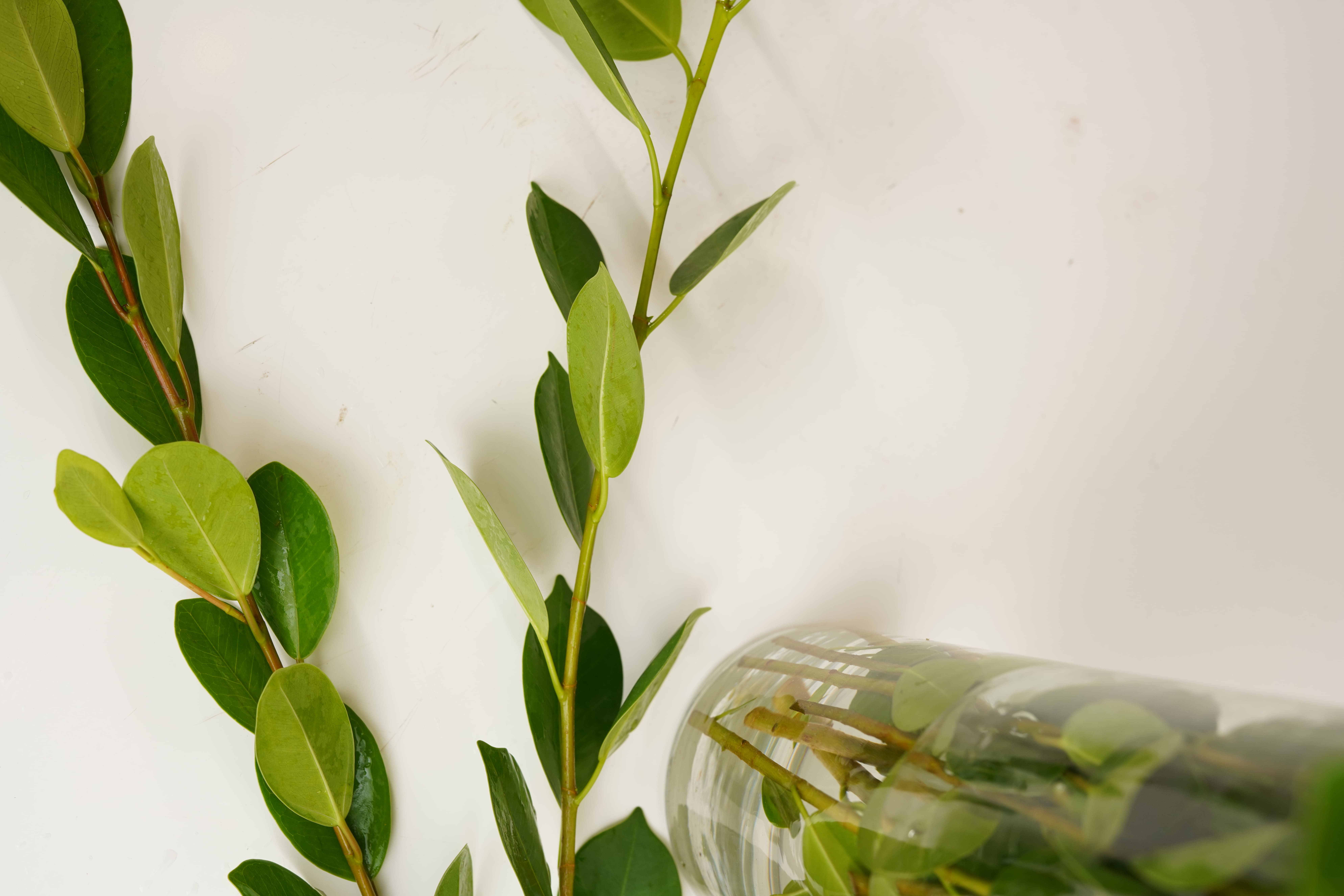 Ficus
