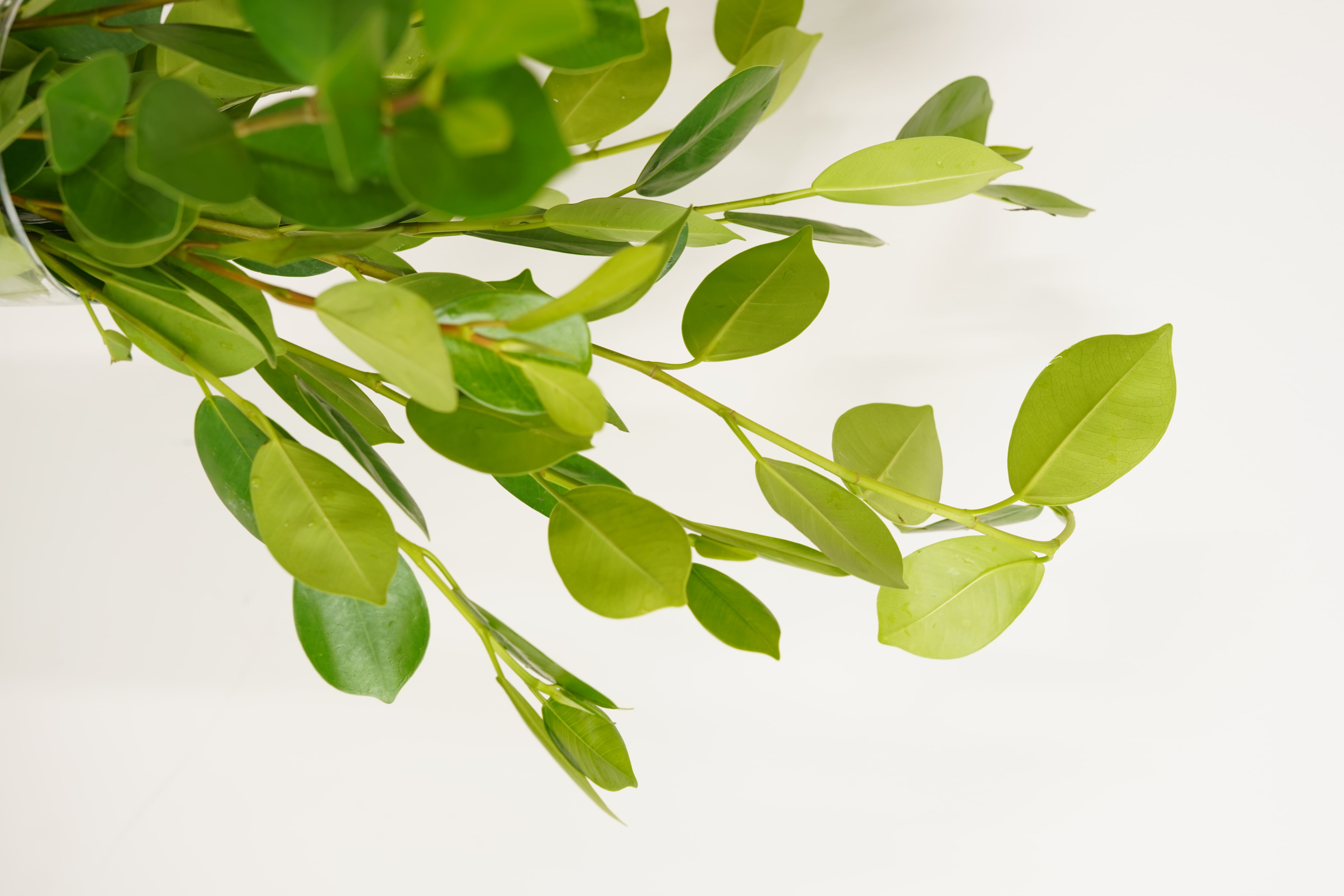 Ficus