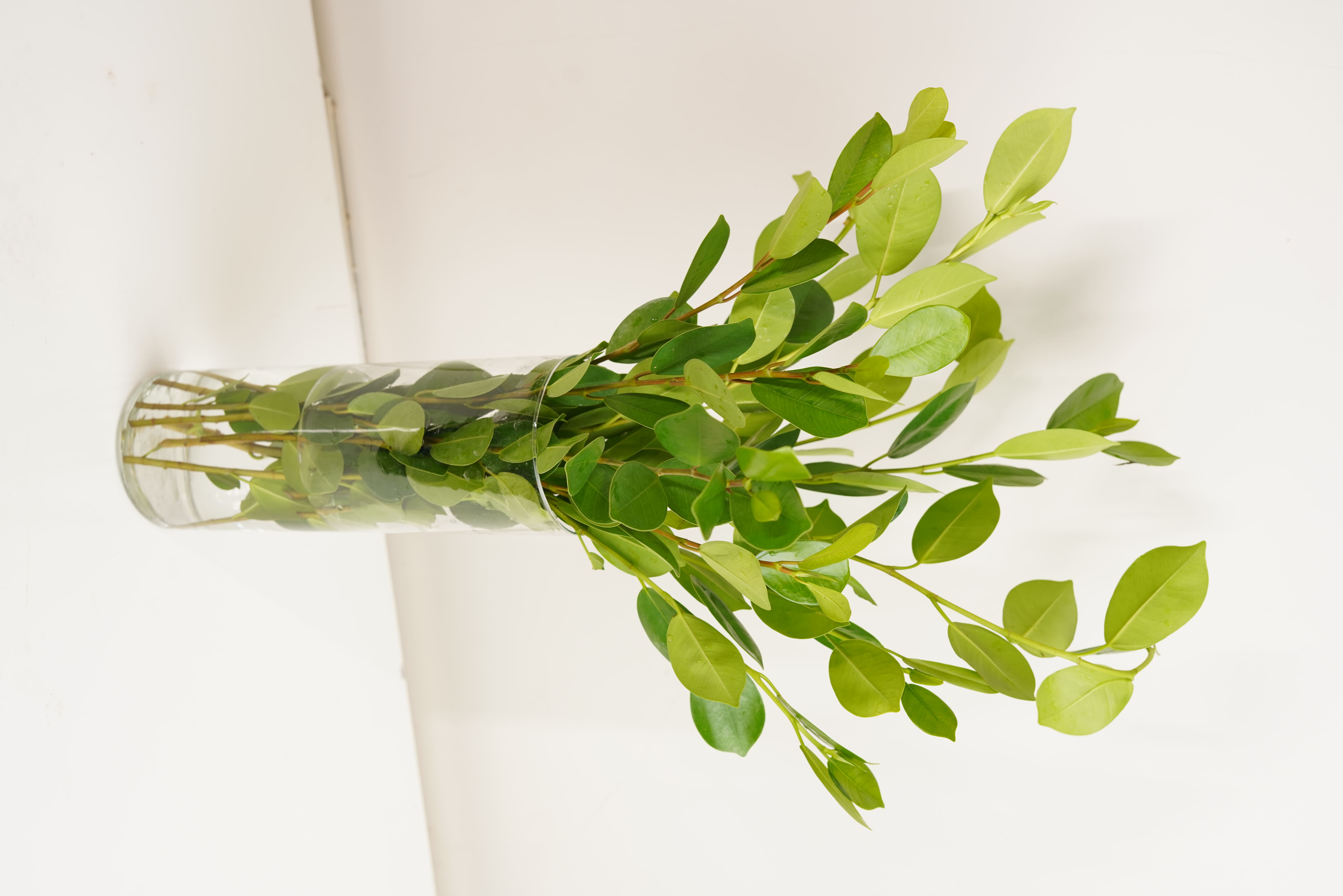 Ficus