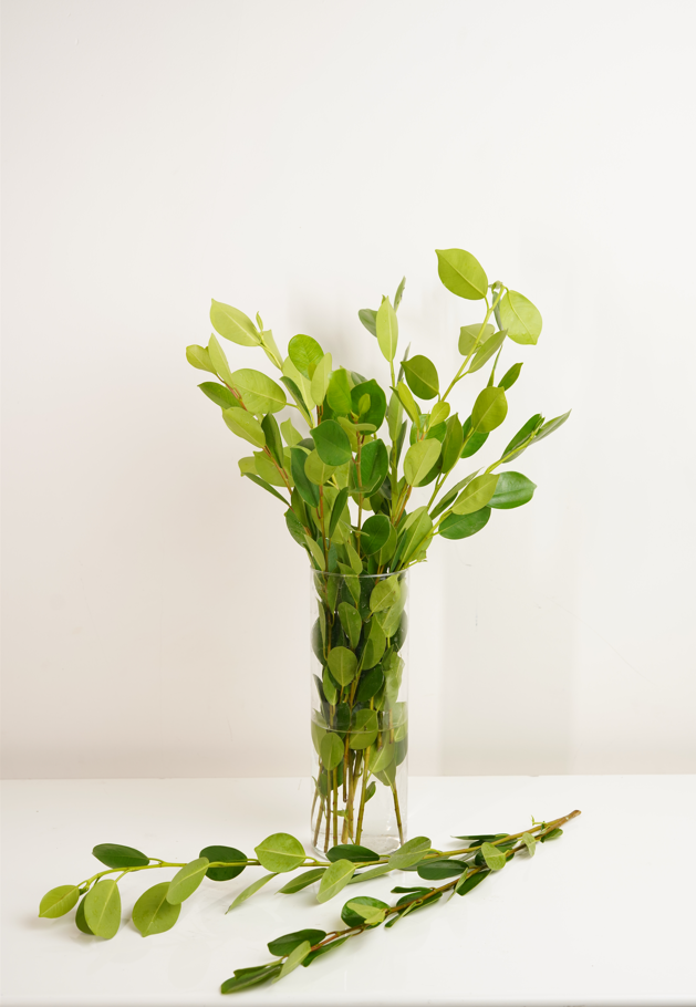 Ficus