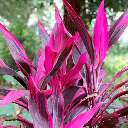 Red Dracena