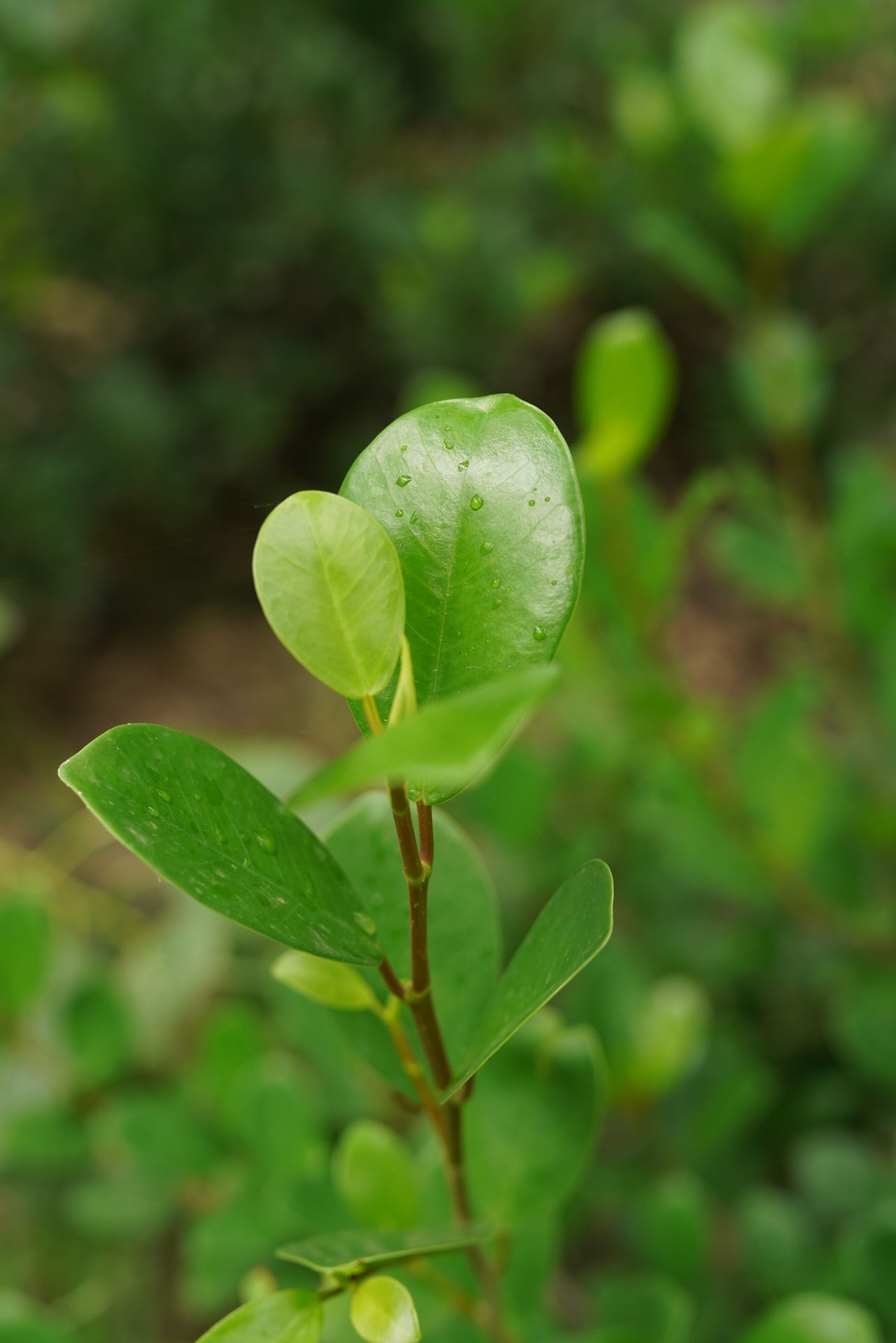 Murraya