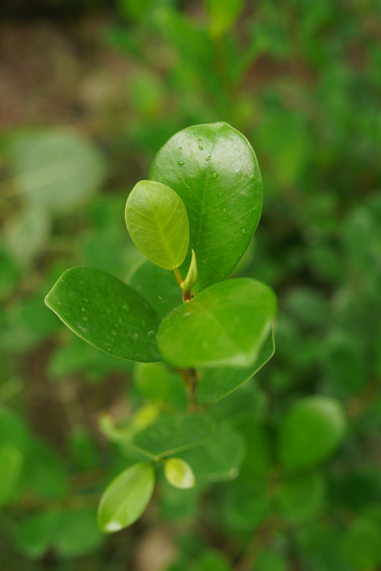 Murraya