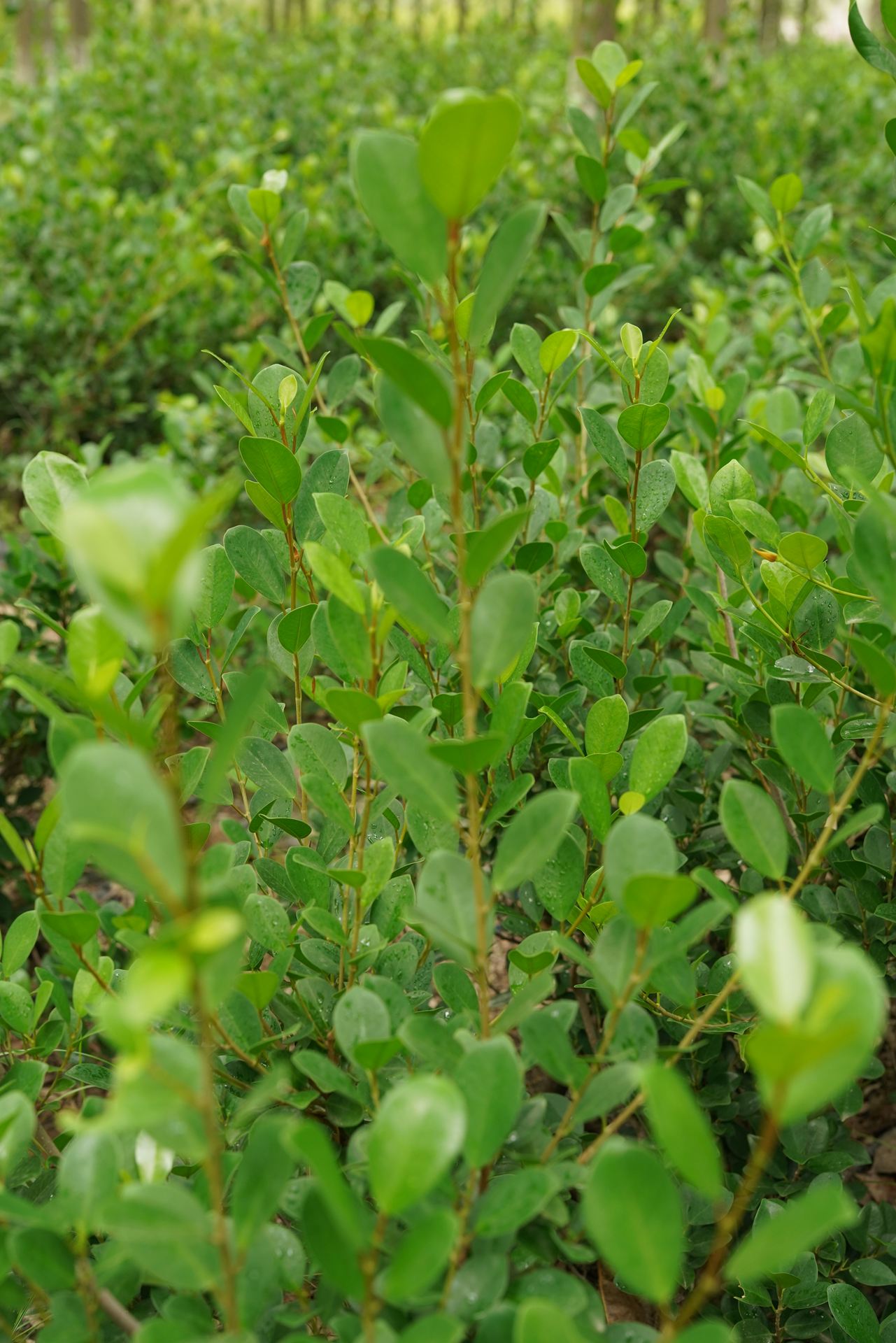 Murraya