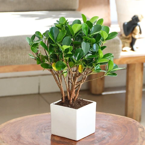 Murraya