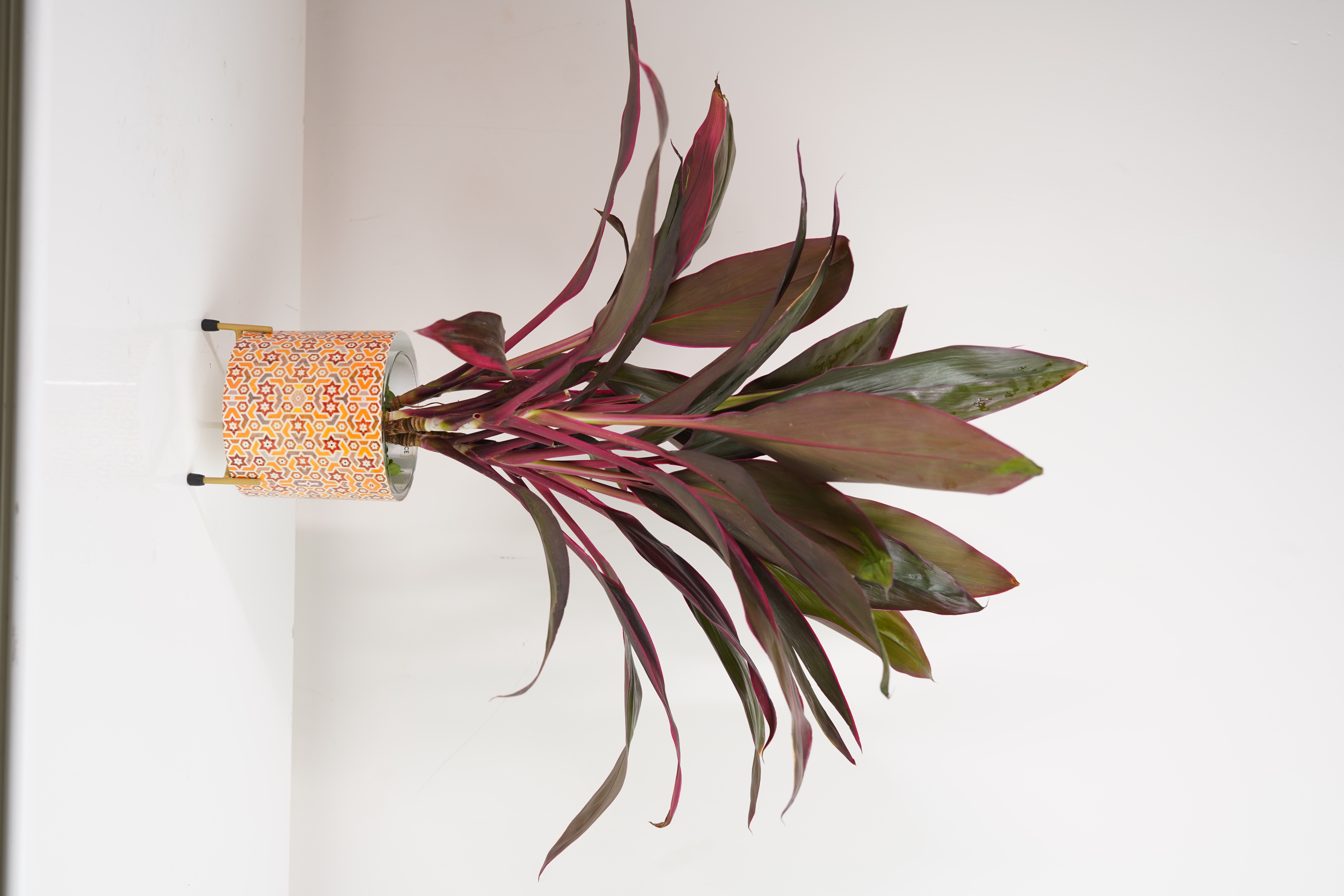 Red Dracaena Stem