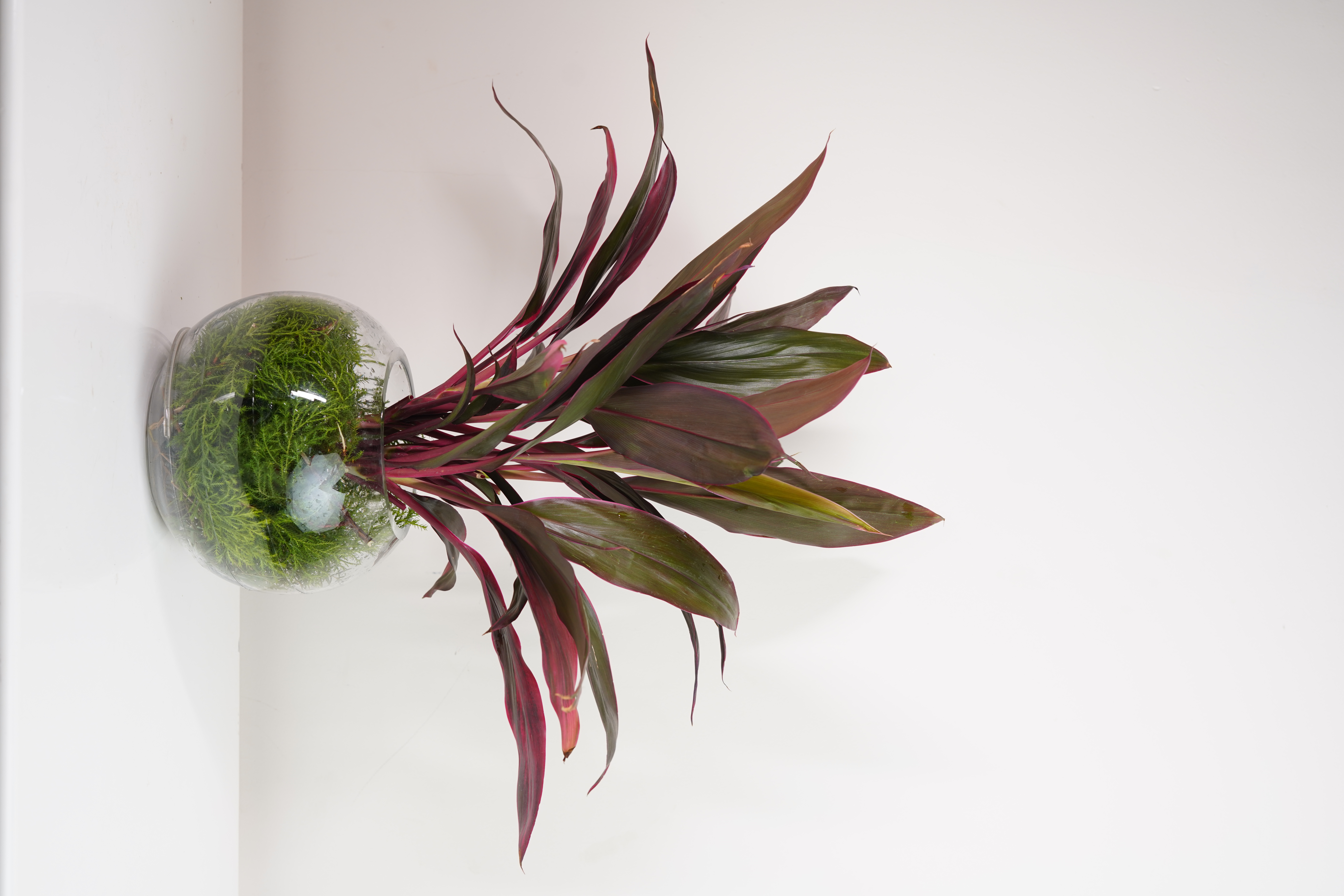 Red Dracaena Stem