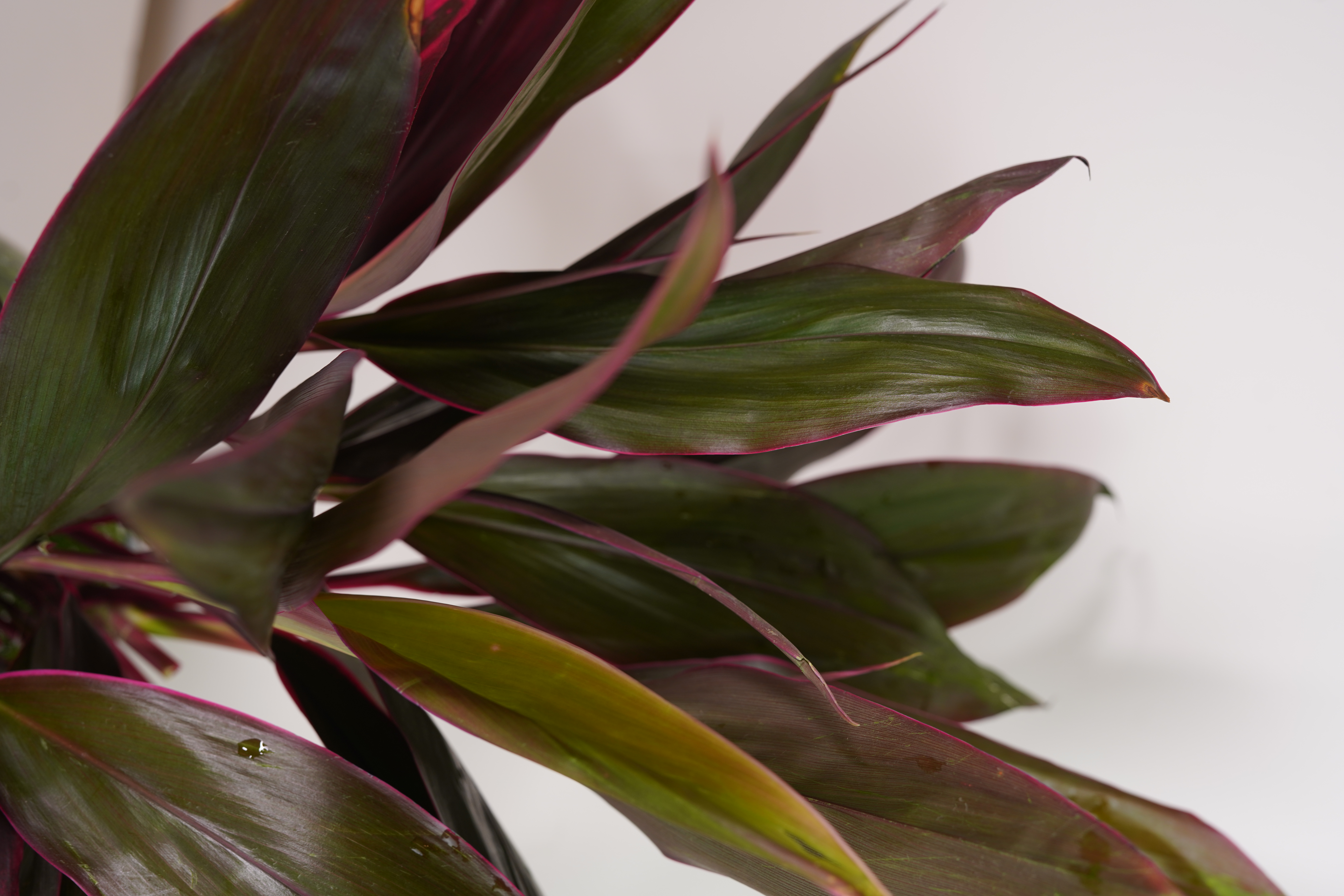 Red Dracaena Stem