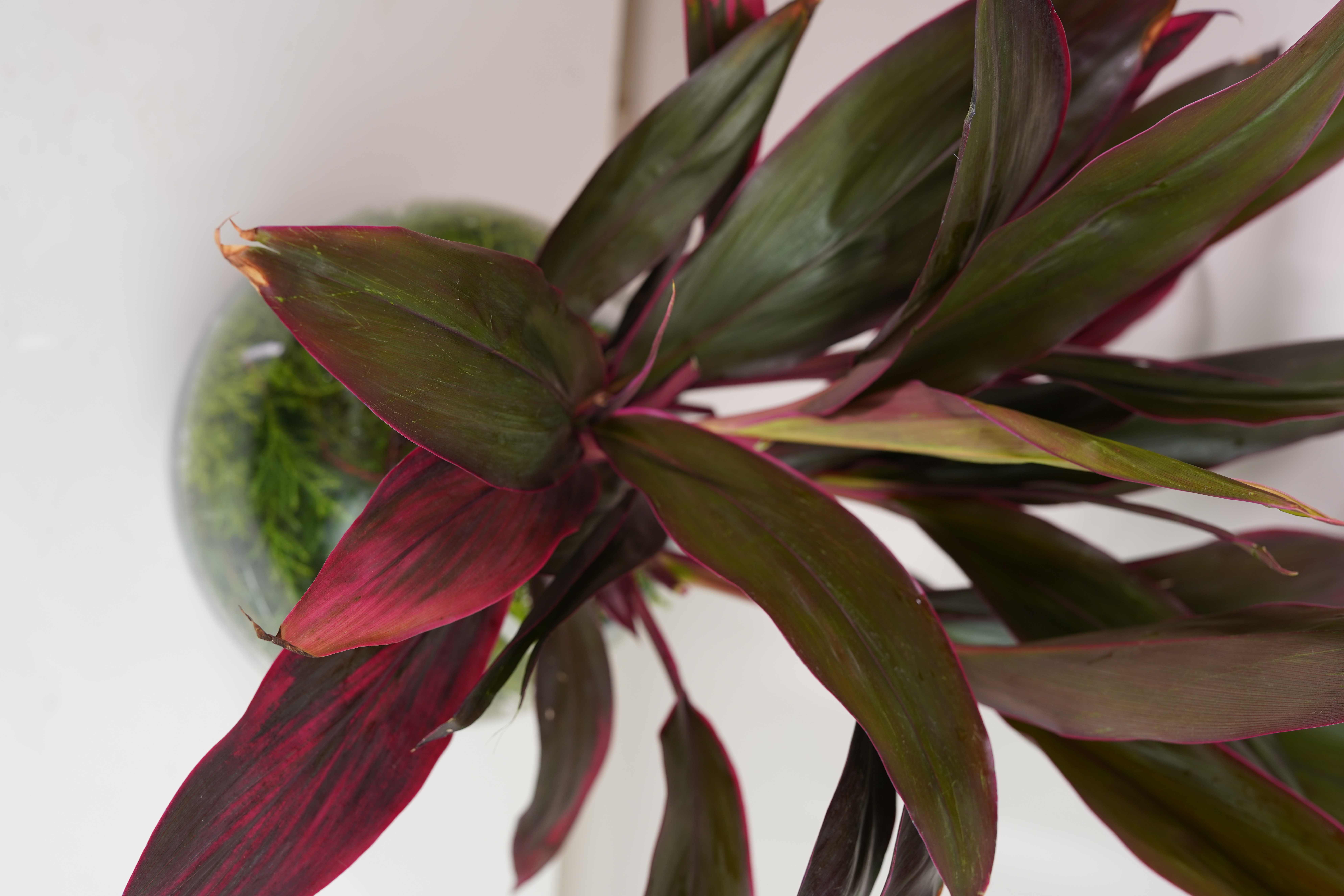 Red Dracaena Stem