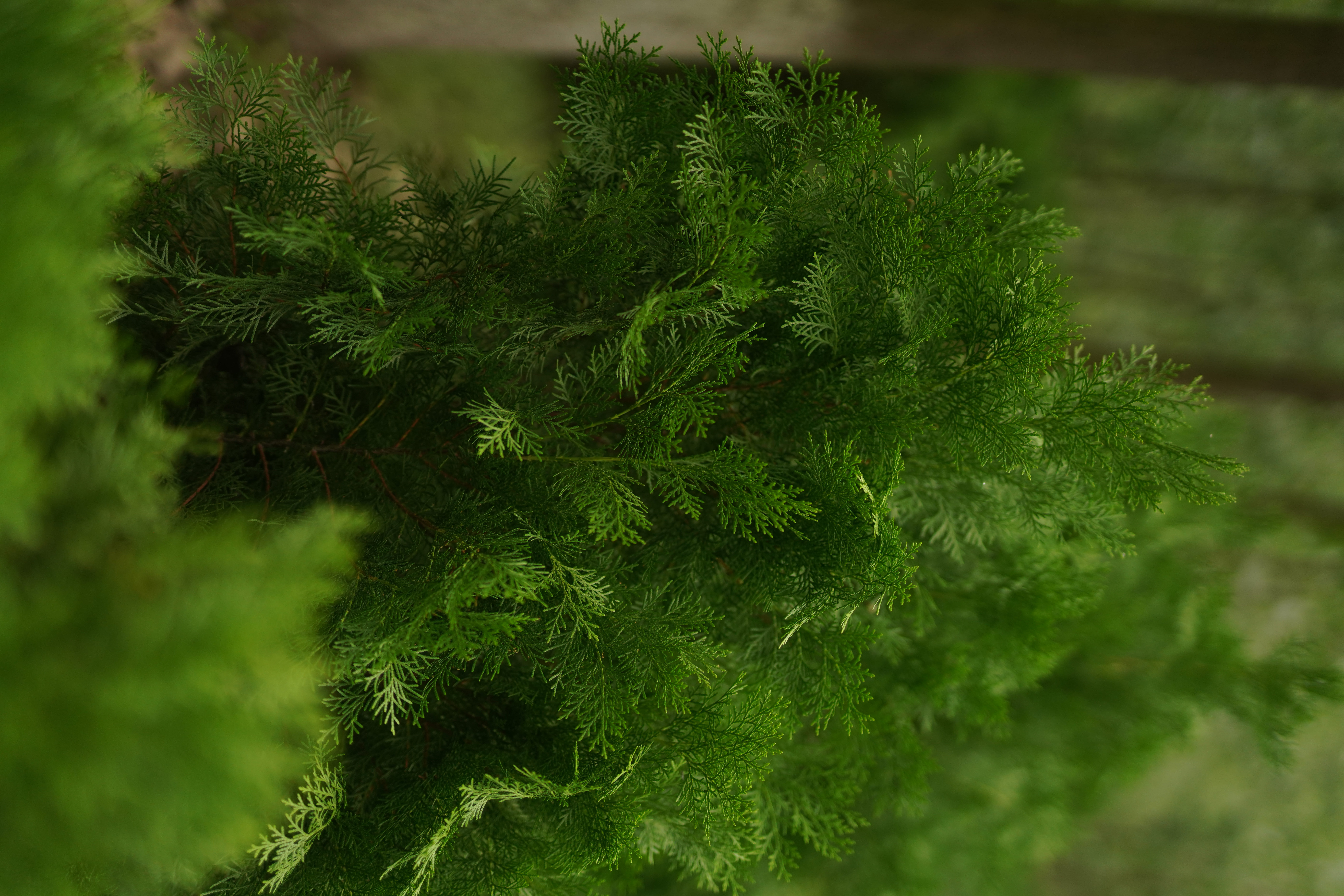 Thuja