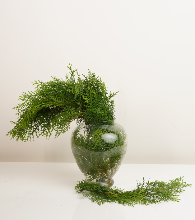 Thuja