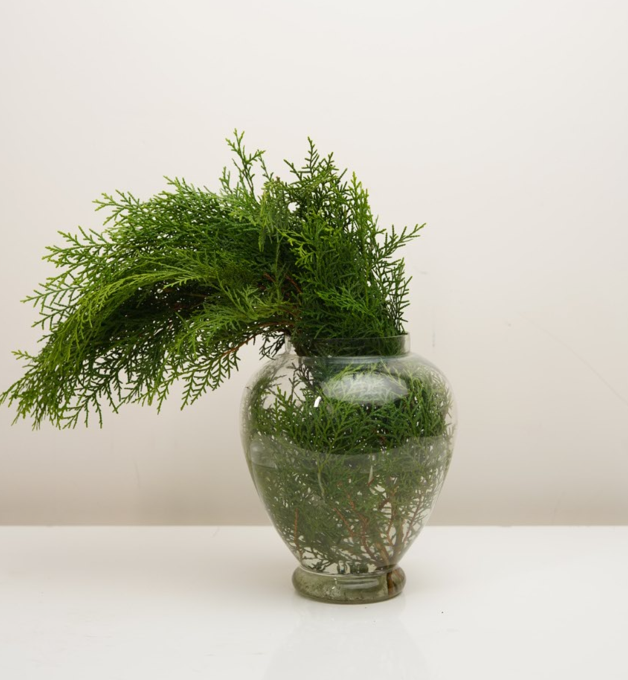 Thuja