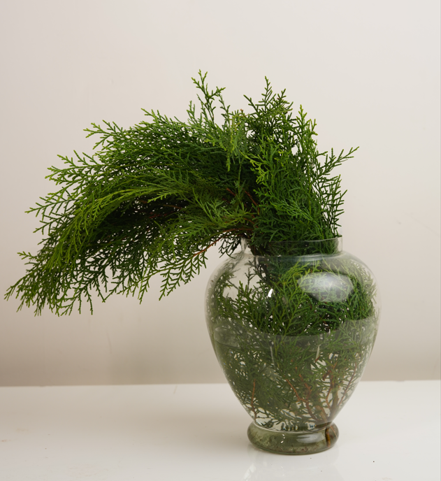 Thuja