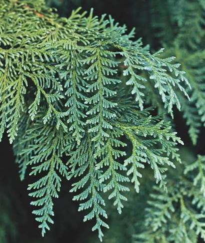 Thuja