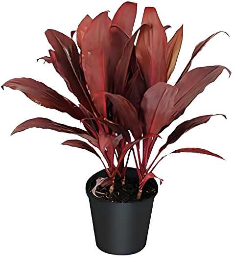 Beautiful plant in pot